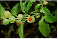 Ghar mein shubh ashubh ped paudhe