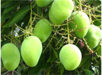 Ghar mein shubh ashubh ped paudhe