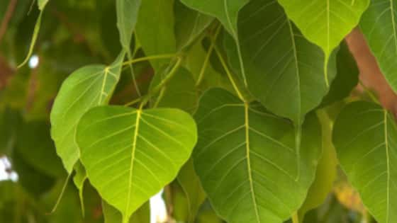 Peepal ka ped aur peepal ke totke