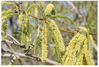 Ghar mein shubh ashubh ped paudhe