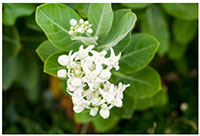 Ghar mein shubh ashubh ped paudhe