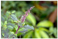 Ghar mein shubh ashubh ped paudhe